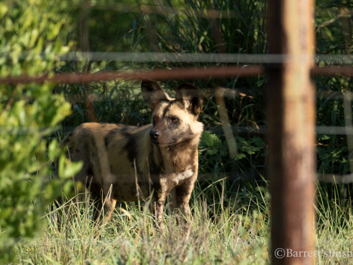 20201124-003A9963 Painted Dogs