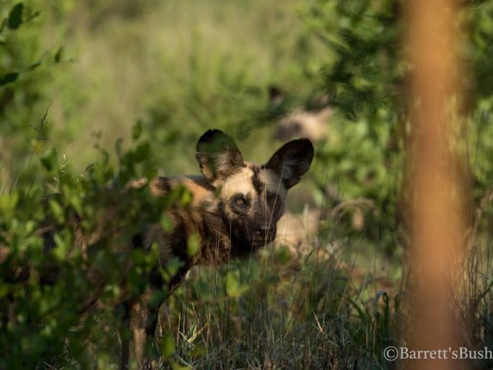 20201124-003A9966 Painted Dogs