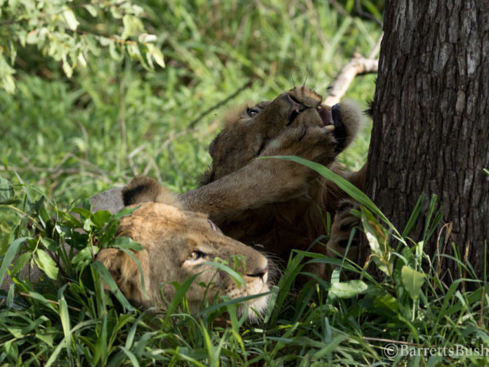 20201129-003A3741 Lions, Big 5, Luxury Safari