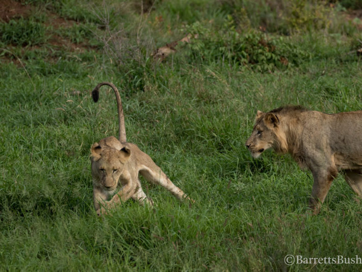 20201129-003A3806 Lions