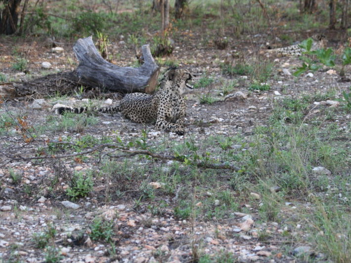 IMG_5812 Cheetah
