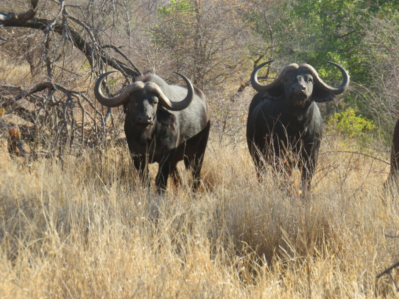 IMG_6696