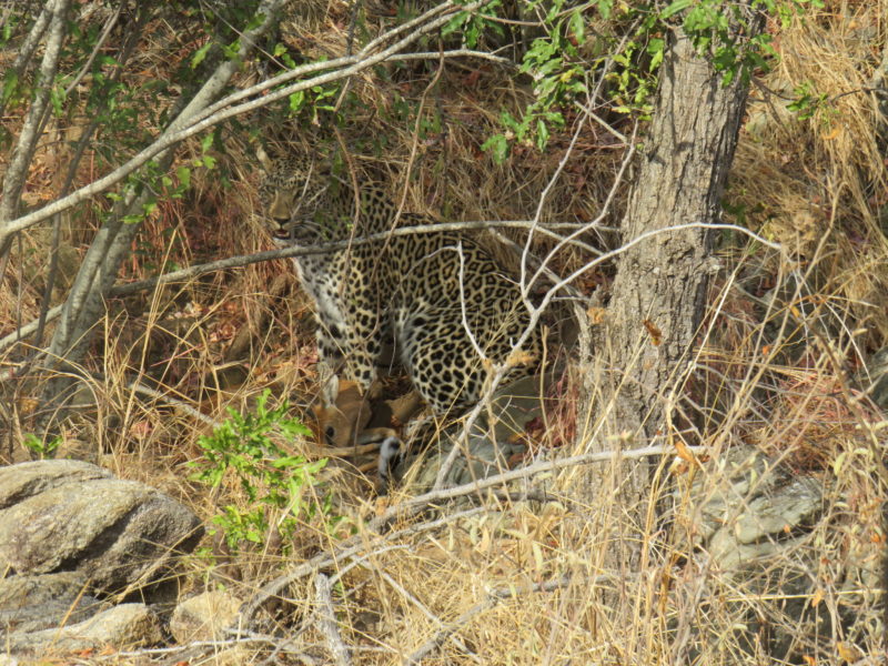 IMG_6986 leopard
