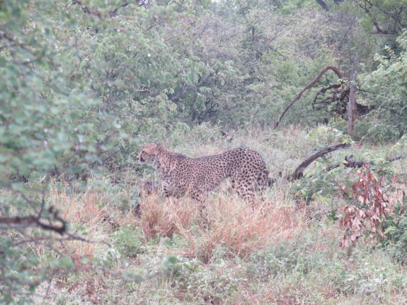 IMG_8246 Cheetah