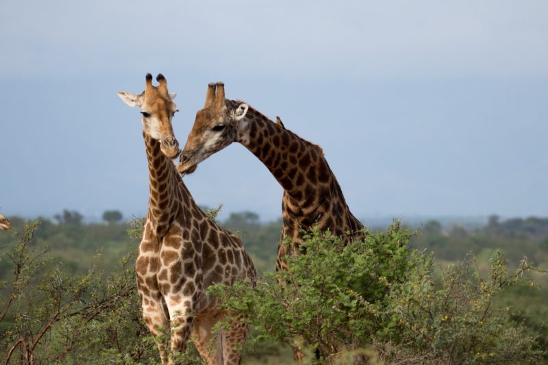 Safari Camp Stories: Tall Tales with Johnson