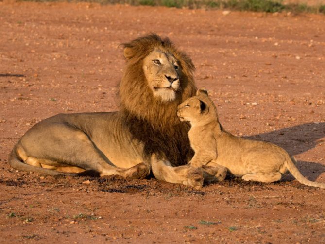 20190419-IMG_1470 Lion, Lion cubs, Big 5 Safari