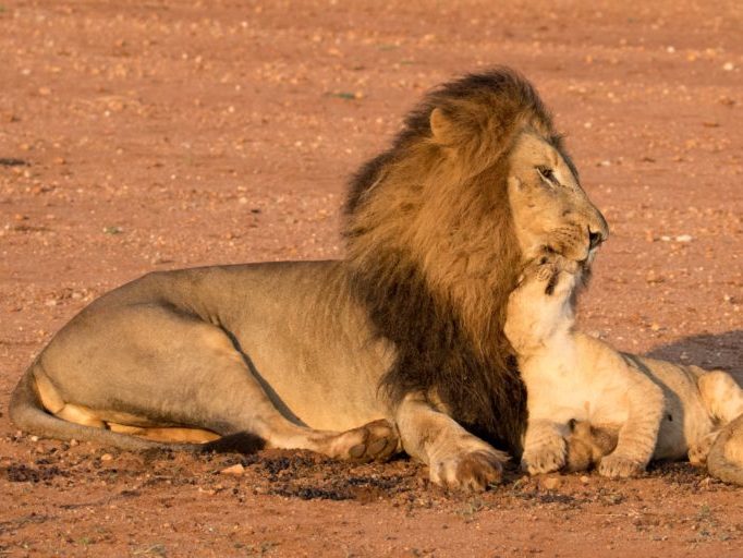 20190419-IMG_1476 Lion, Lion cubs, Big 5 Safari