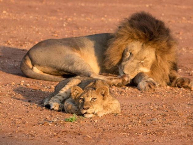 20190419-IMG_1497 Lion, Lion cubs, Big 5 Safari