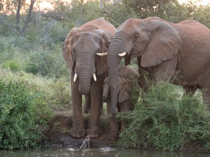 20190419-IMG_1516 Elephant Herd, Big 5