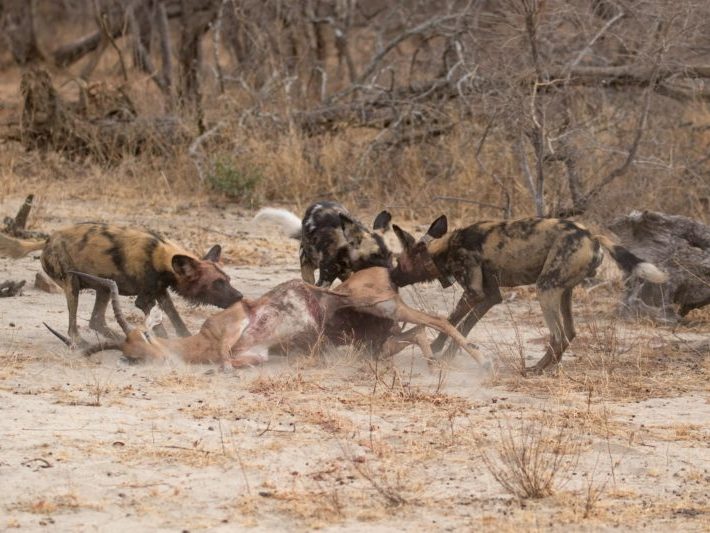 20191012-003A3853 Wild dogs