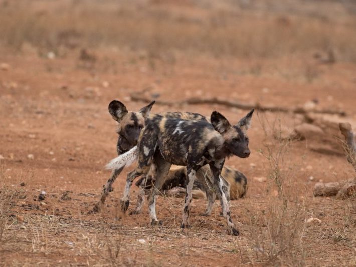 20191029-003A6176 Painted Wolves