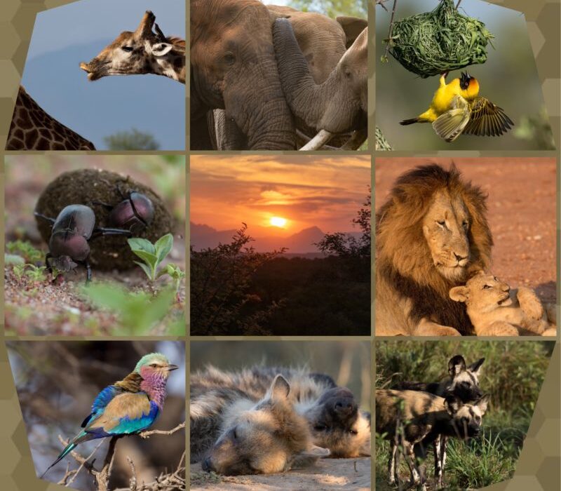 Safari Camp Stories: Can you feel the love tonight?