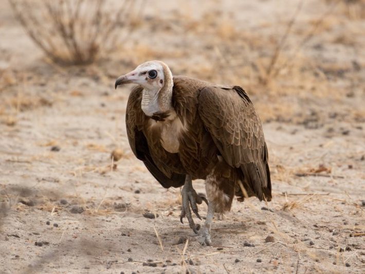 Vulture, Safari
