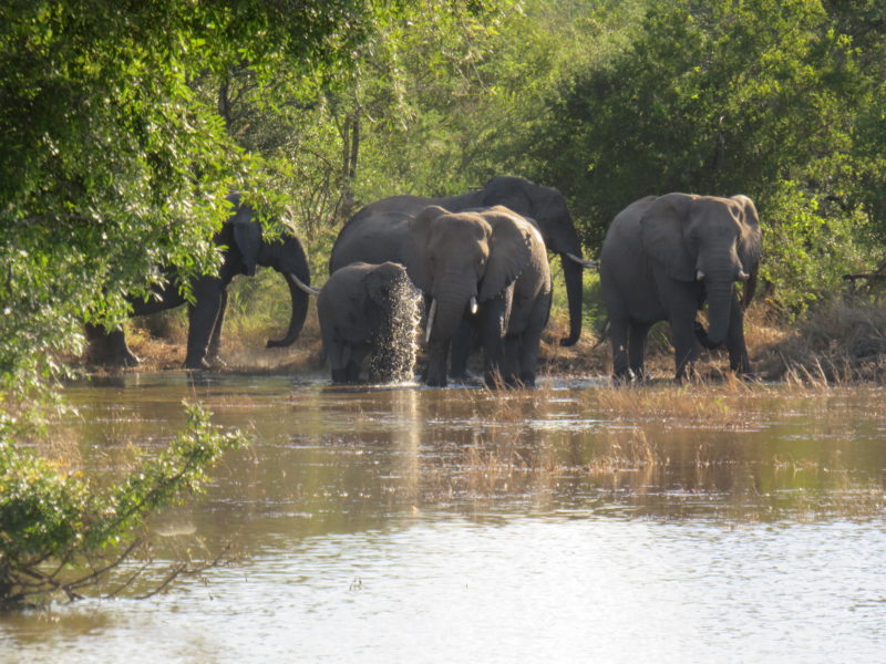 Elephants