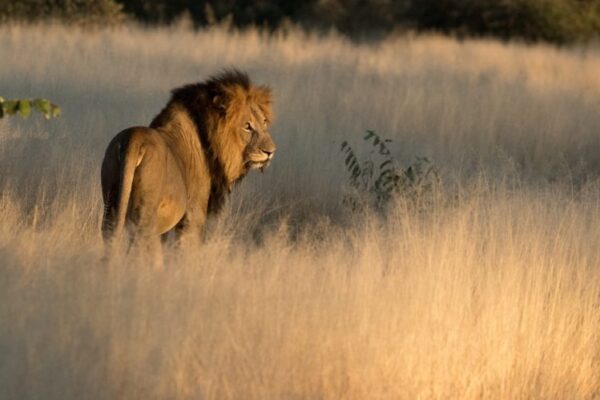 Safari Camp Stories: Tracking Lions with Bongi