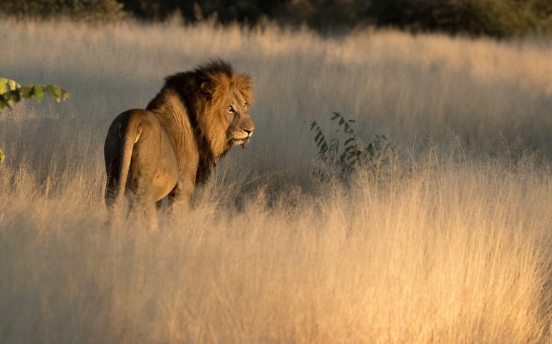 Safari Camp Stories: Tracking Lions with Bongi