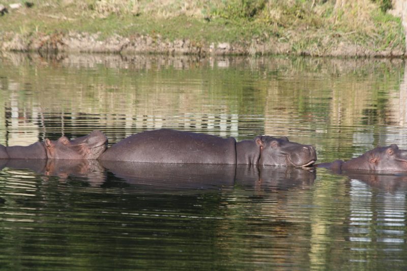 hippo, safari, South Africa,