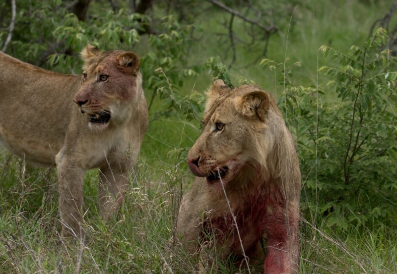 Lion, Lion kill, Safari, Garonga