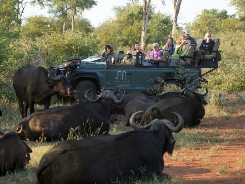 Buffalo, Safari, BIg five
