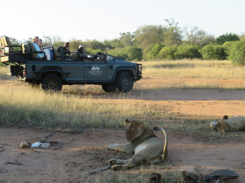 Lion, Safari, Big Five