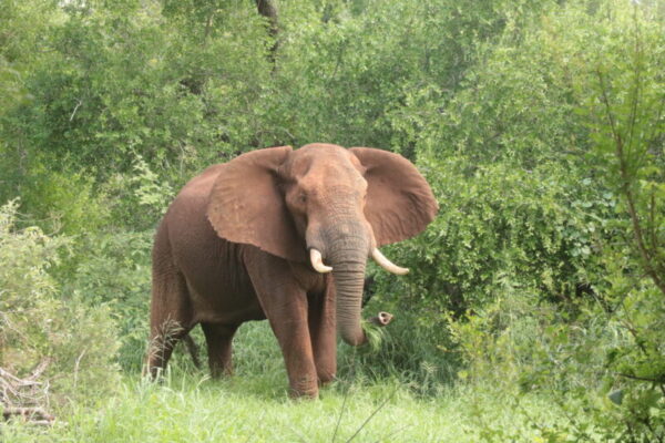 5 Things That Helped Me Overcome My Fear of Elephants!
