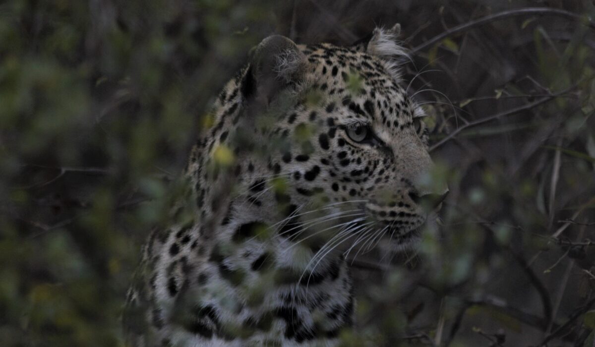 Spotting the spotted big cat