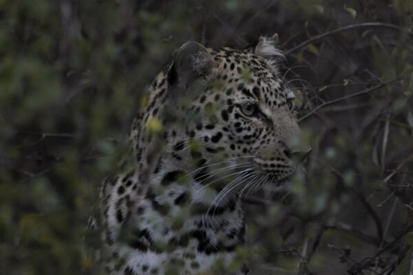 Spotting the spotted big cat