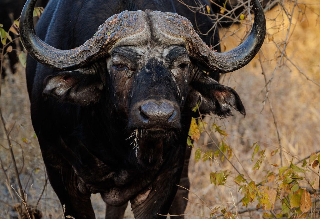 Buffalo on a game drive in the Greater Makalali