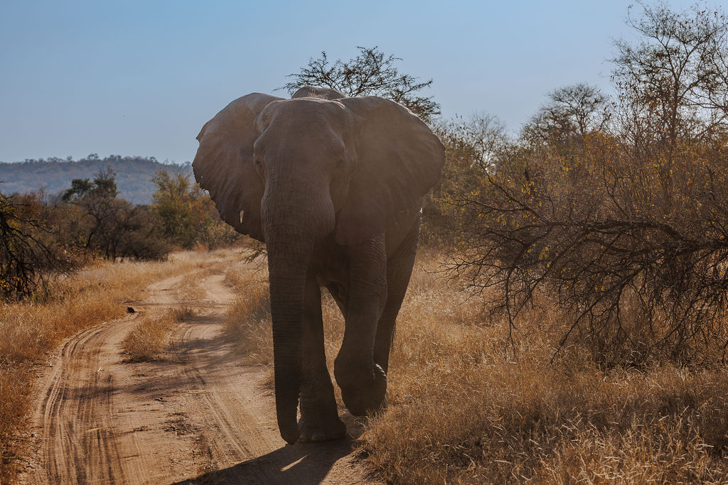 Elephant herd near Garonga Safari Camp
