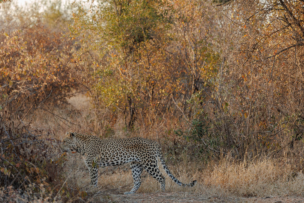 Leopard in Makalali