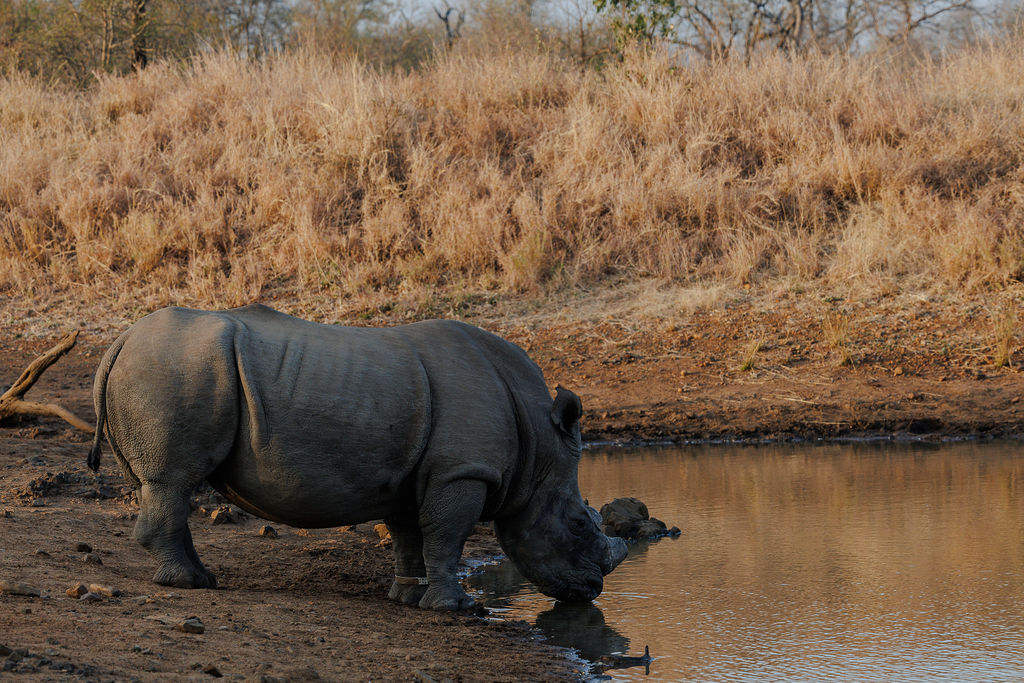 Rhino Drinking river water in Makalali