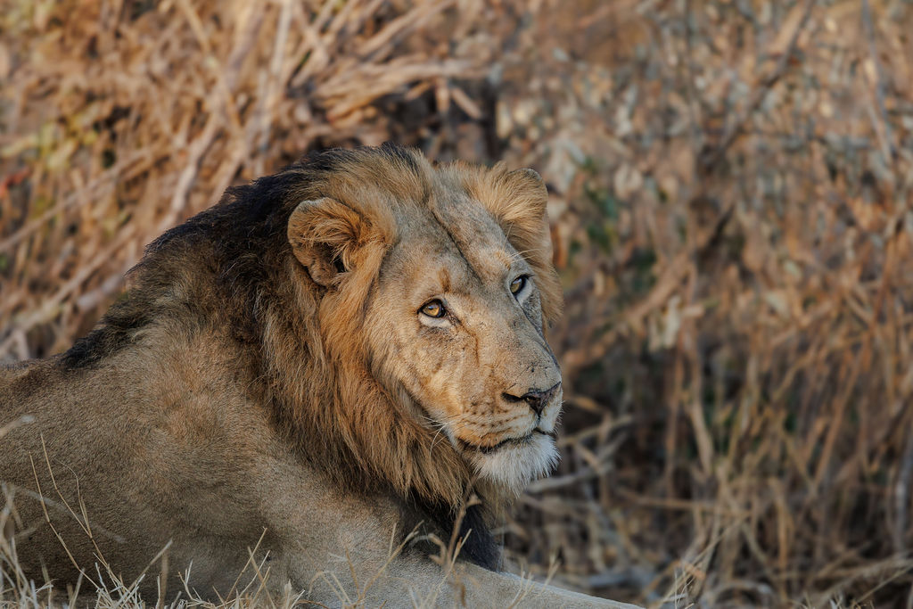 Lion on a game drive in Greater Makalali Private Nature Reserve