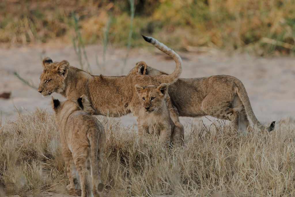 Lions in the Greater Makalali